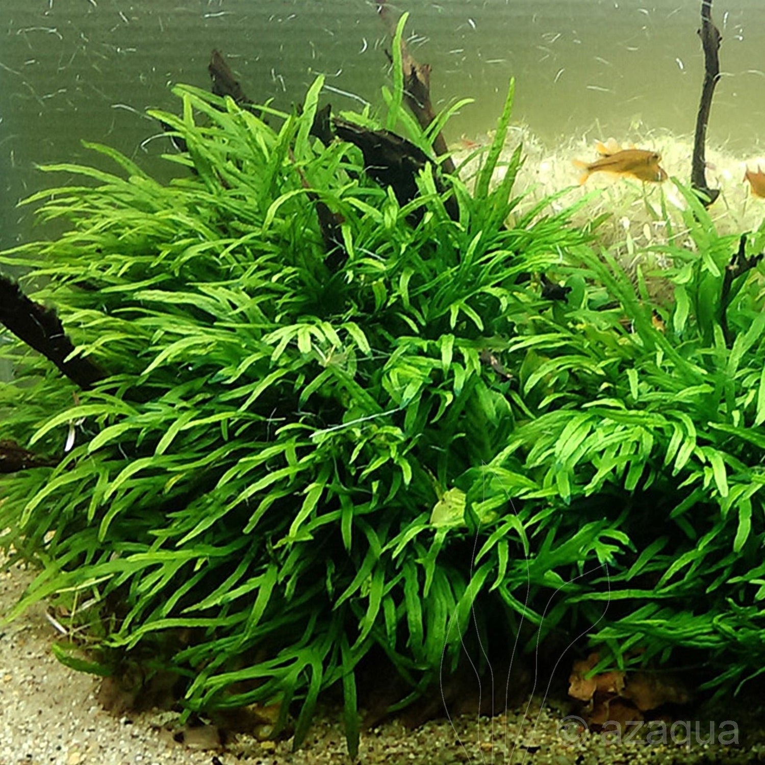 Fern