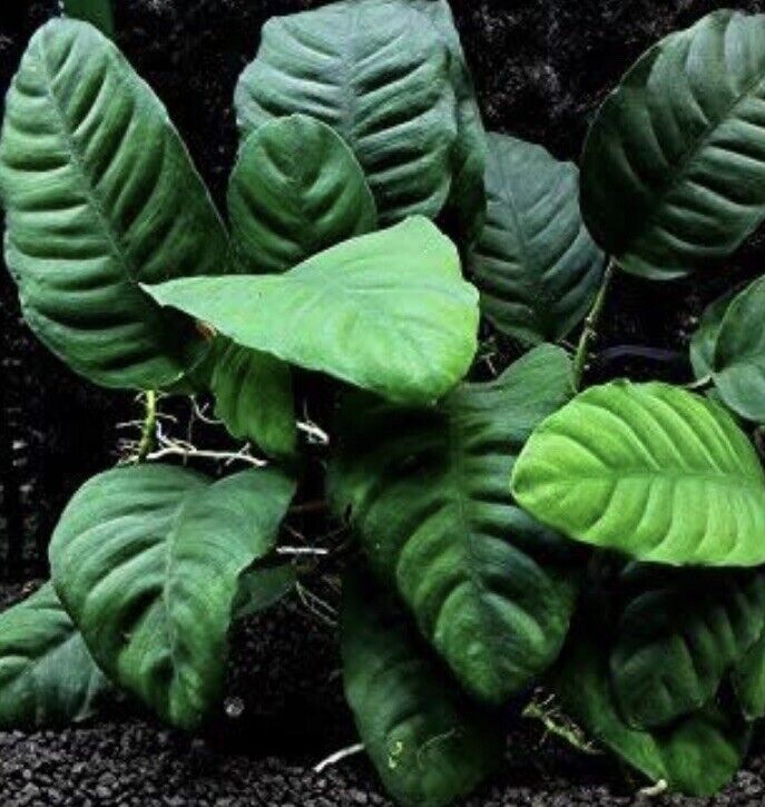 Anubias