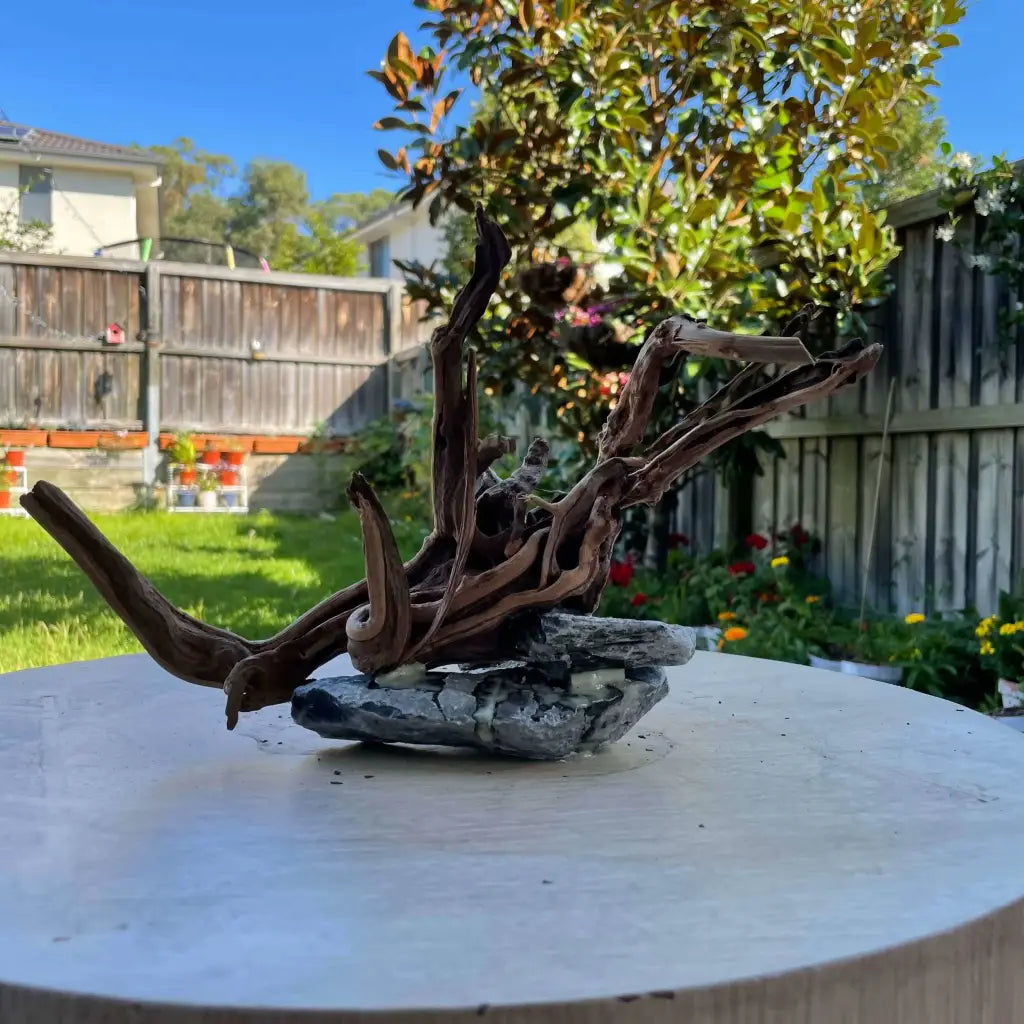 (1 pcs) Assorted Spiderwood on Seiryu Rock