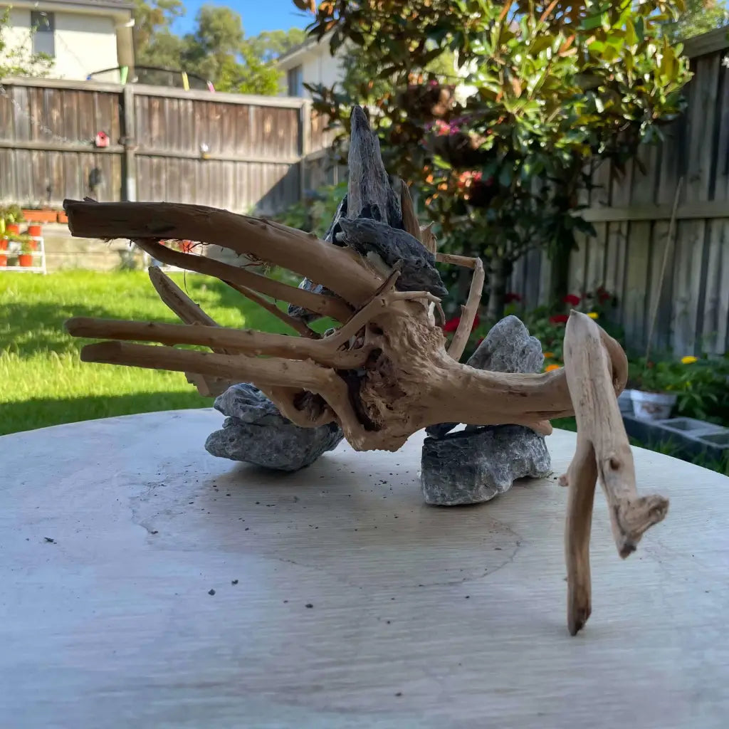 (1 pcs) Assorted Spiderwood on Seiryu Rock