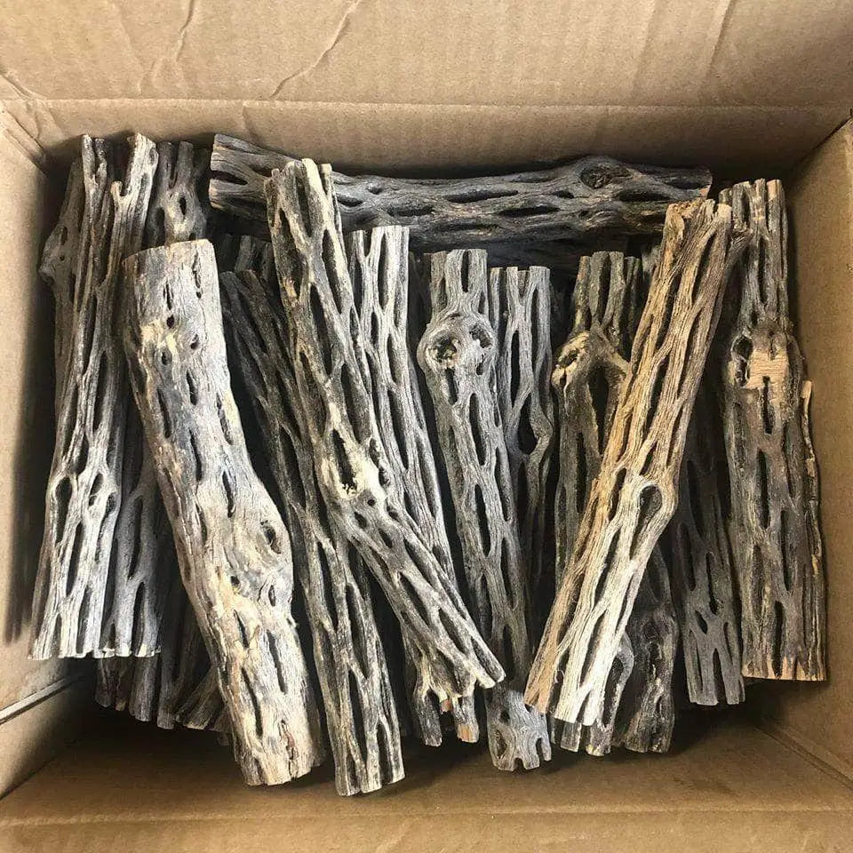 Deal : 5x Cholla Wood for shrimp tank 12CM