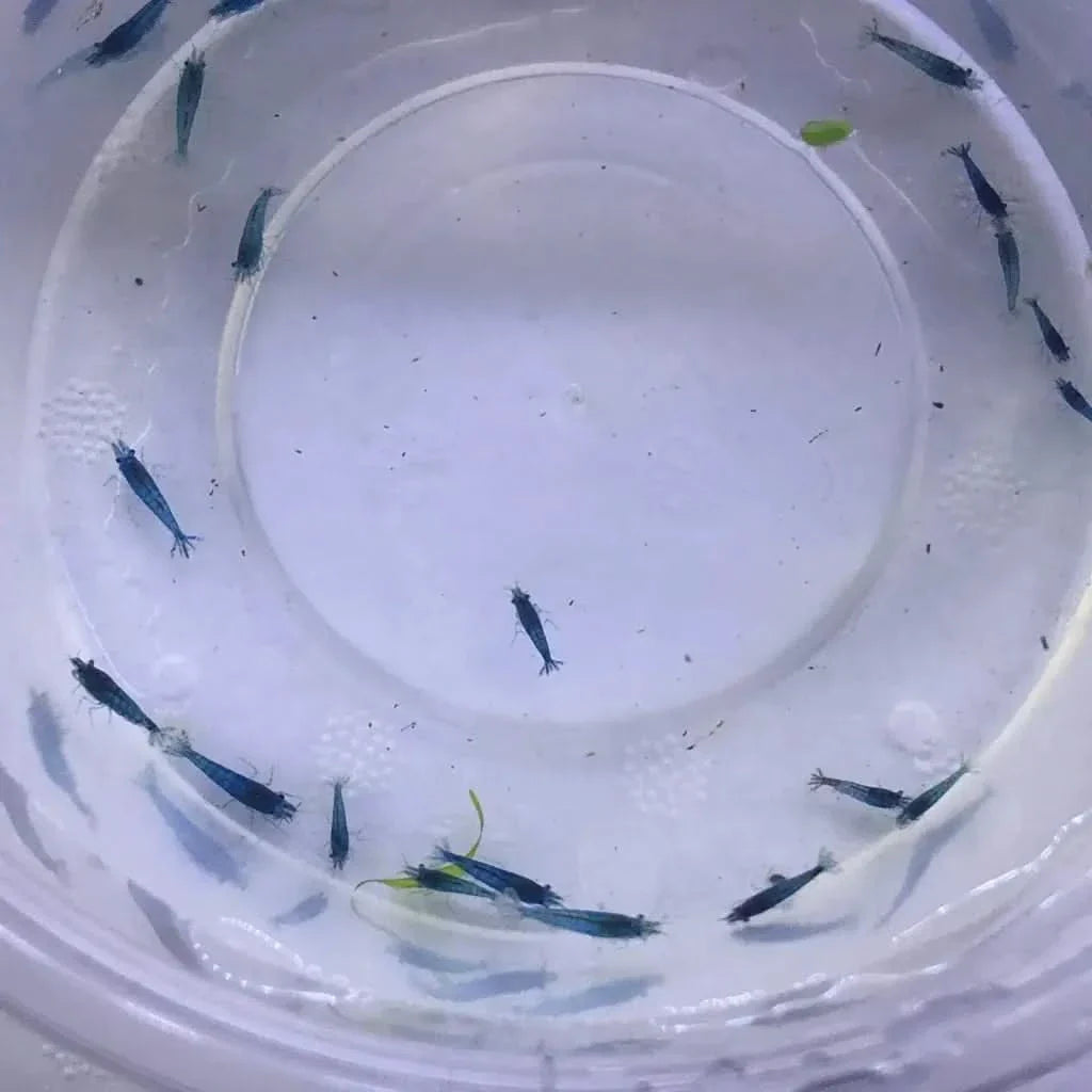 Blue shrimp in a bowl.