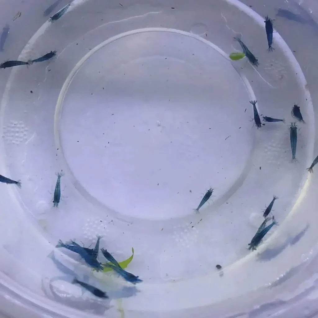 Blue shrimp in a container.