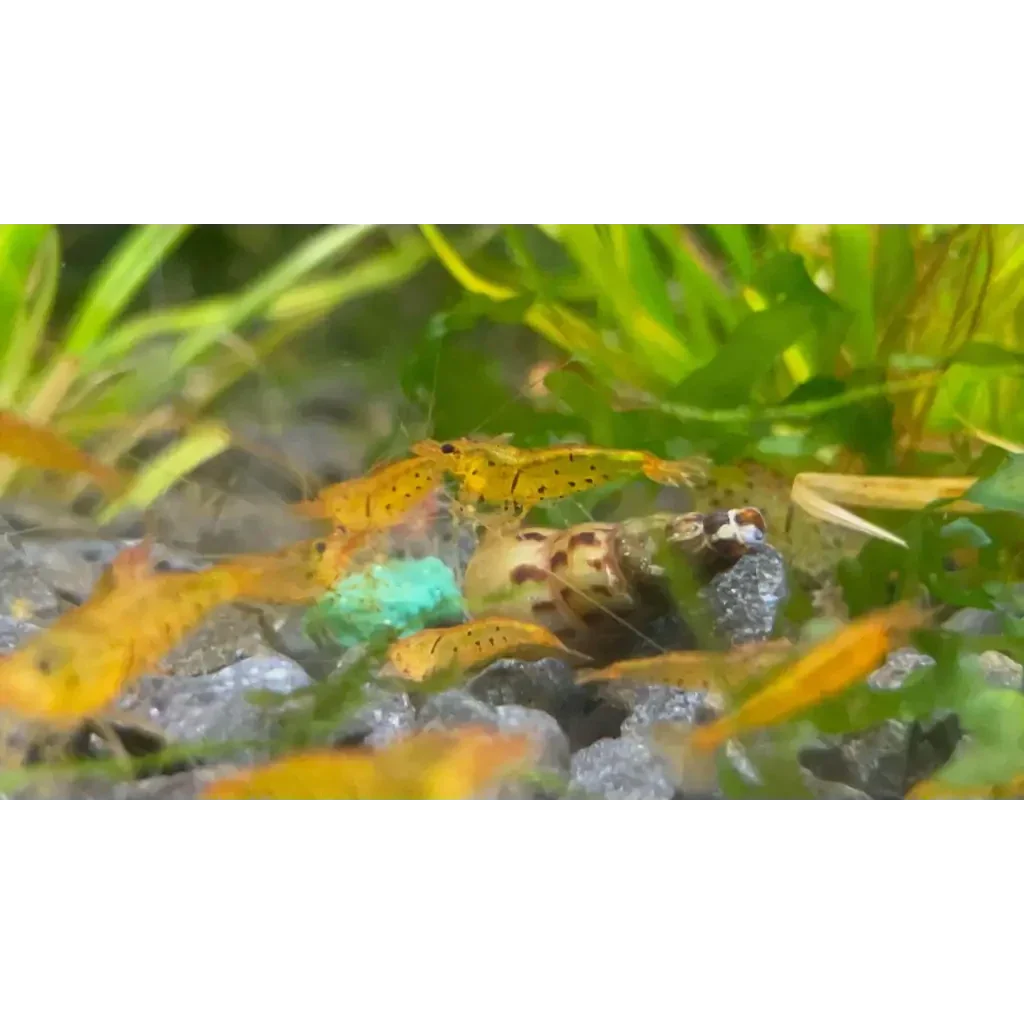 Golden yellow shrimp cluster.