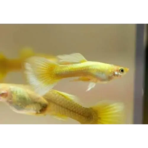 Golden guppy fish.