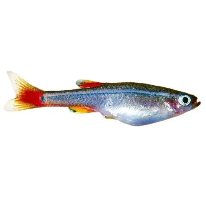 Small, iridescent fish with red tail.
