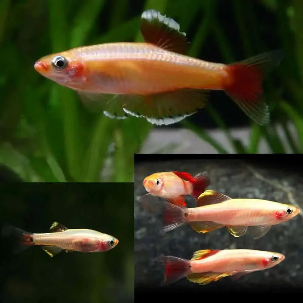 Orange and red fish.