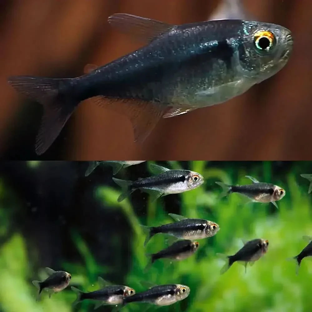 Black skirt tetra fish.