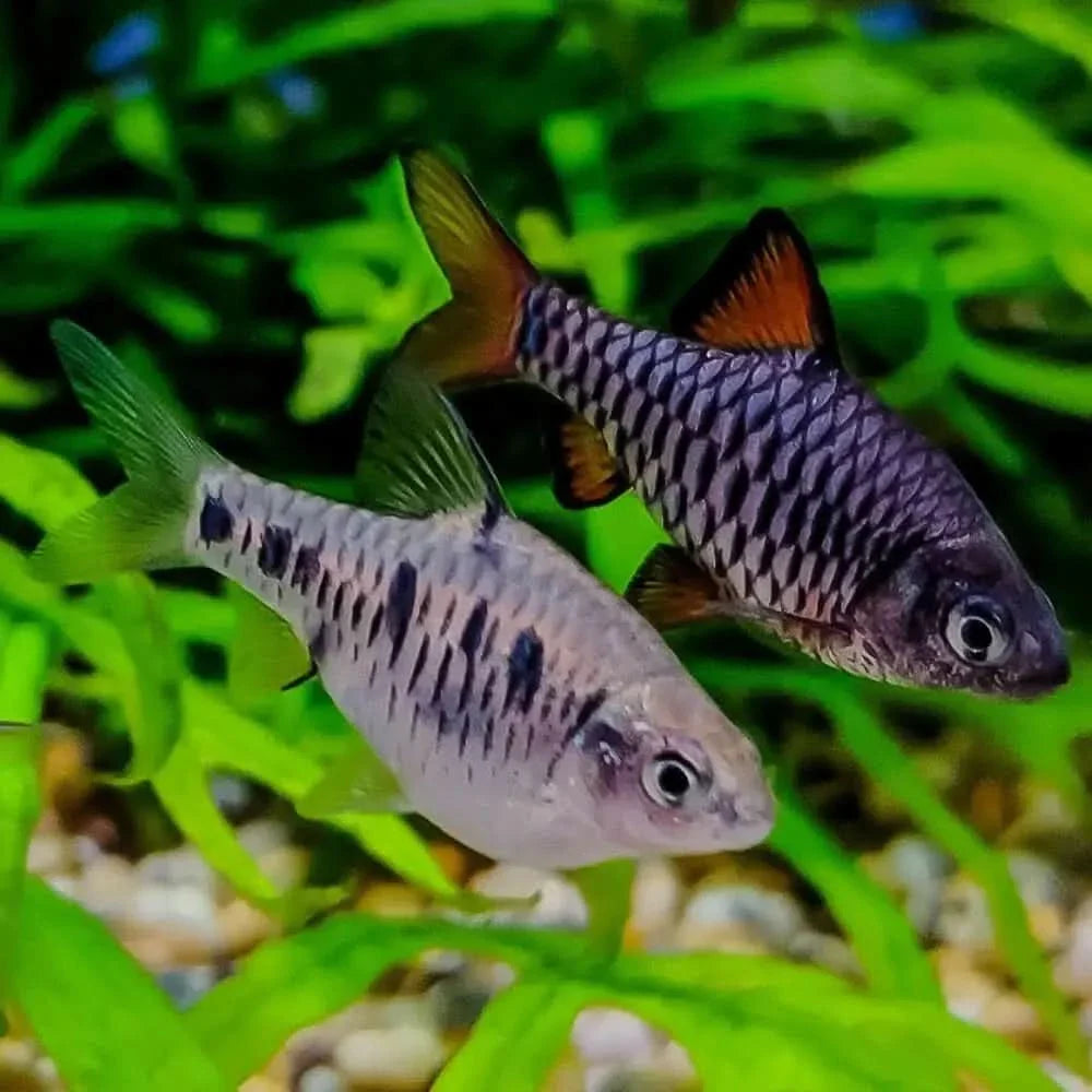 Two patterned fish.