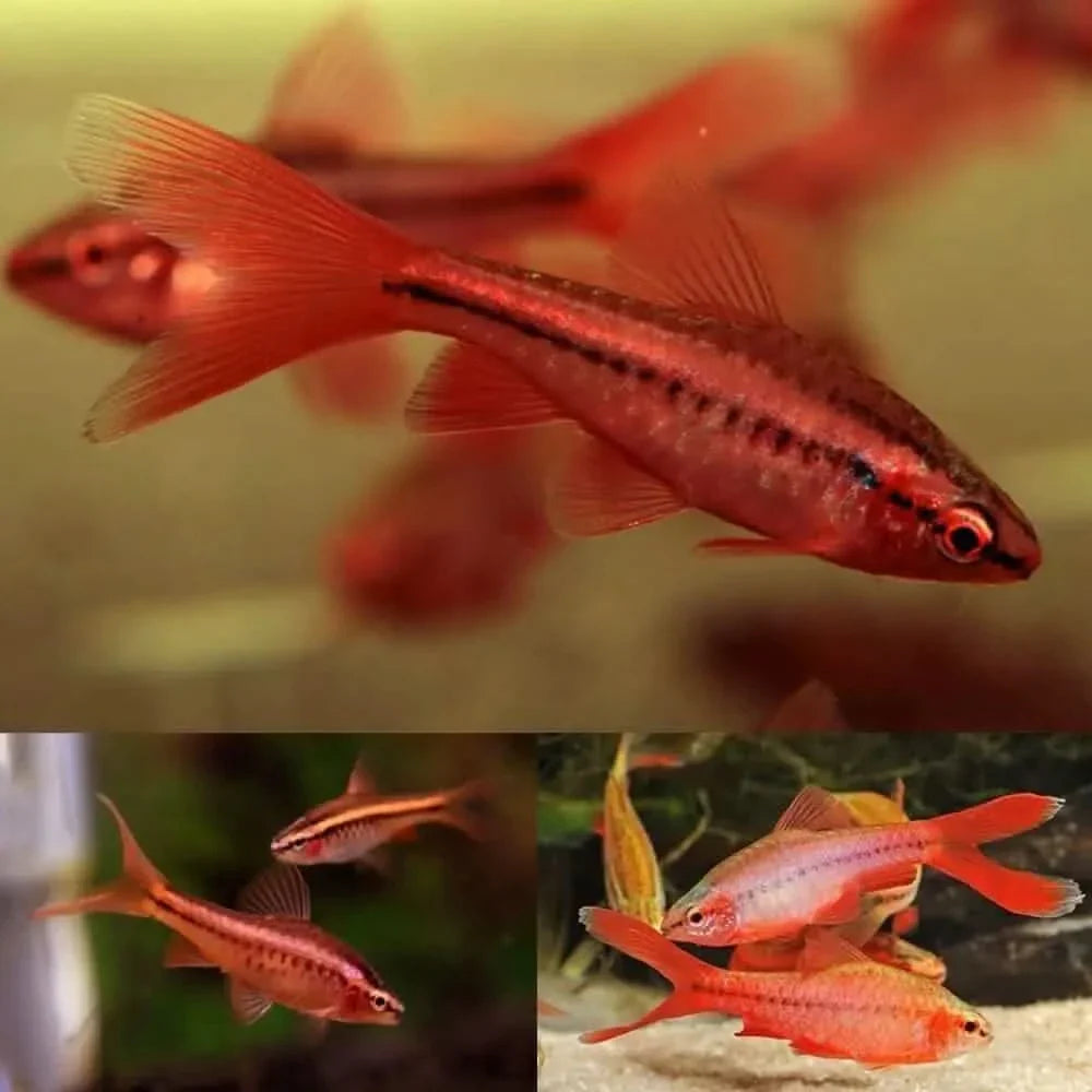 Cherry red barbs.