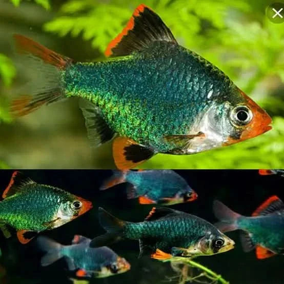 Aquarium fish with red accents.