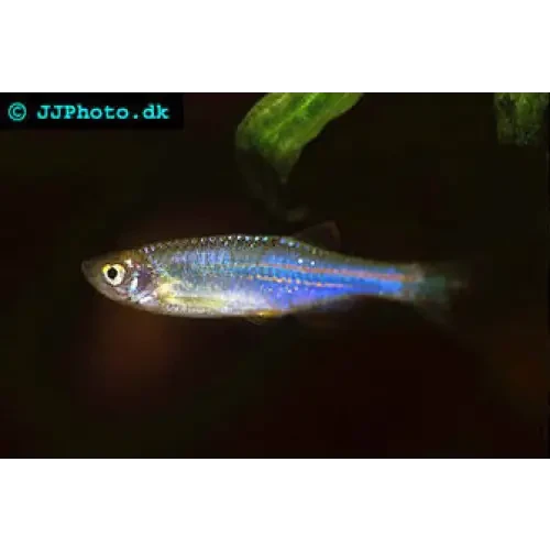 Sparkling blue fish.