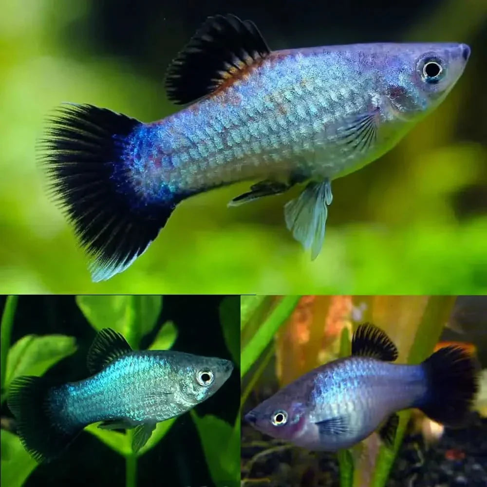 Three colorful molly fish.