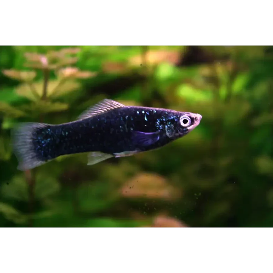 Black molly fish.