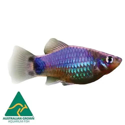 Colorful aquarium fish.