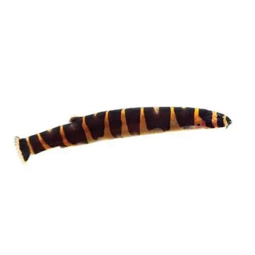 Striped kuhli loach.