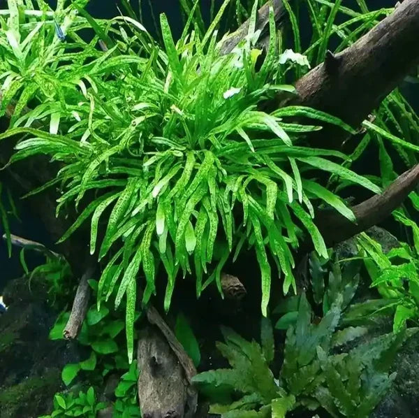 Nano Tank Plant Pack