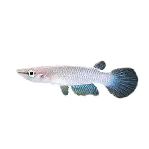 Silver-scaled fish with blue tail.