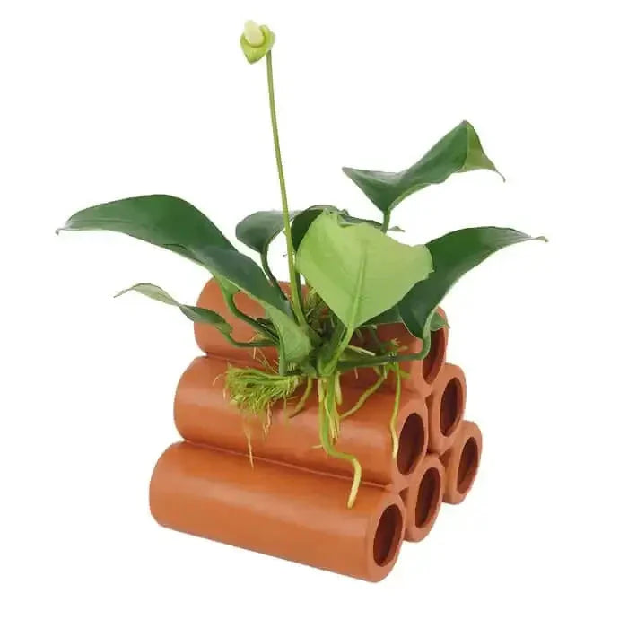 6 Hole Large Terracotta Shrimp Tubes With Anubias