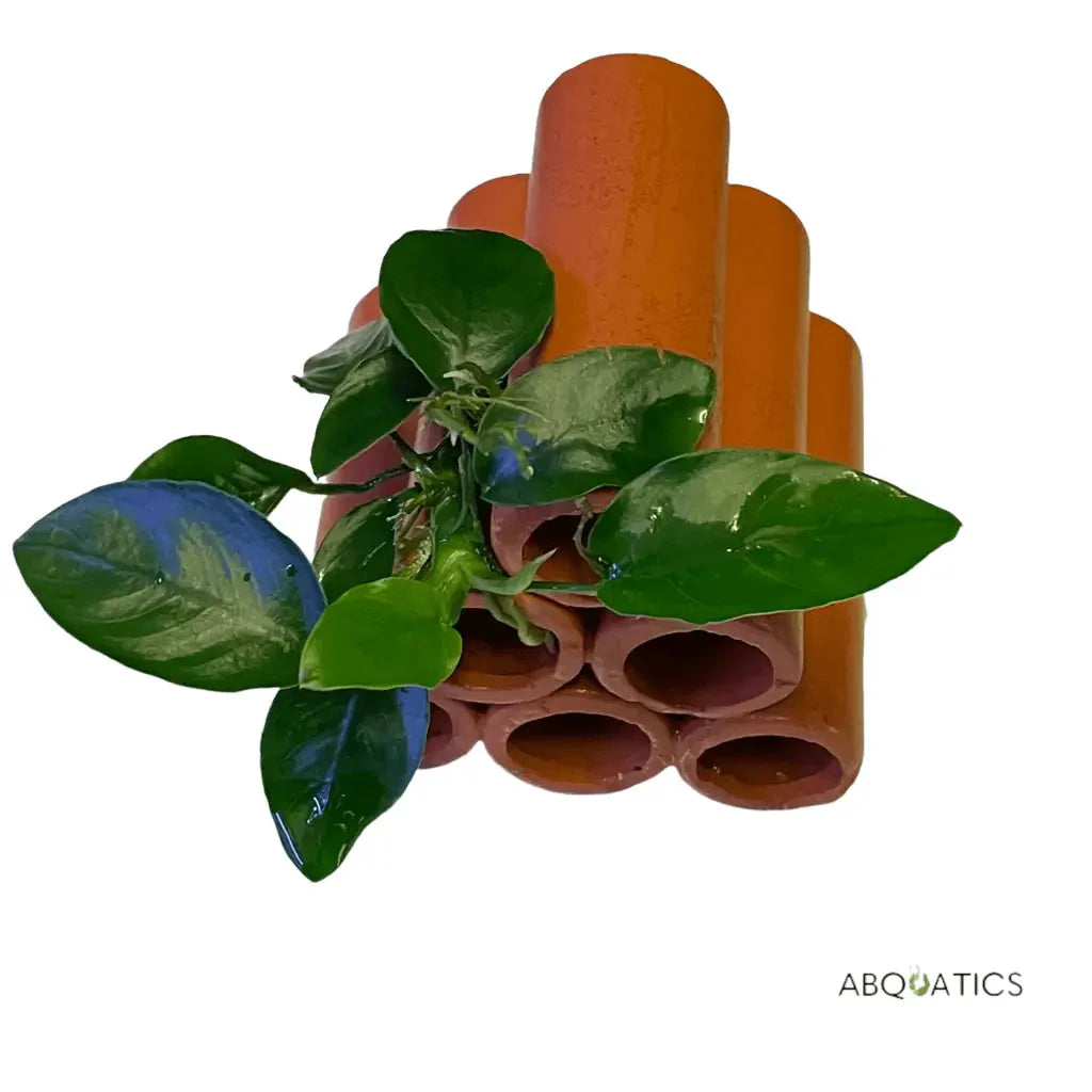 6 Hole Large Terracotta Shrimp Tubes With Anubias