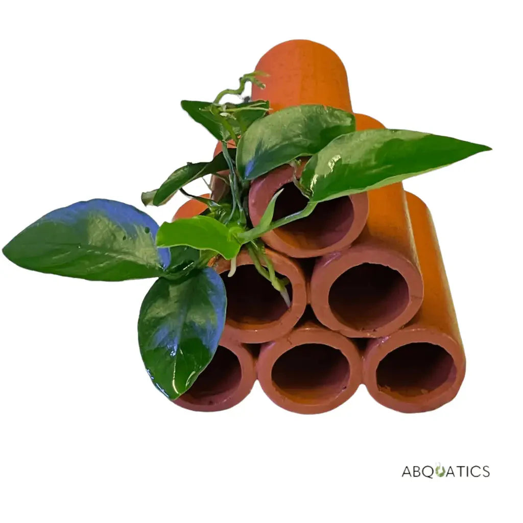 6 Hole Large Terracotta Shrimp Tubes With Anubias