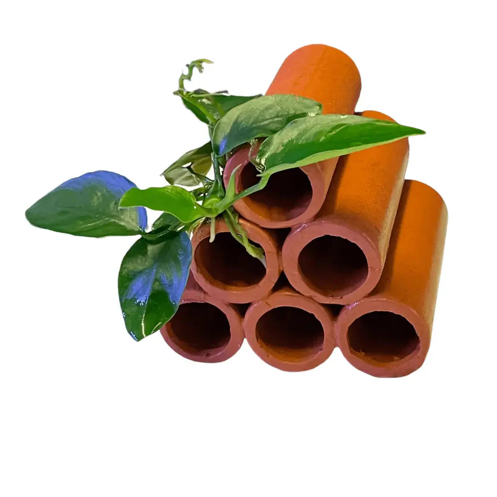 6 Hole Large Terracotta Shrimp Tubes With Anubias