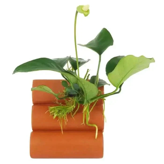 Aquatic plant in terracotta tubes.