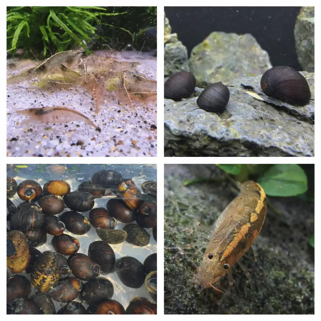 A translucent, elongated shrimp with delicate appendages and subtle brownish-orange markings rests on a sandy substrate near aquatic plants.
