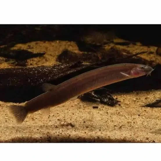 Brown, eel-like fish.