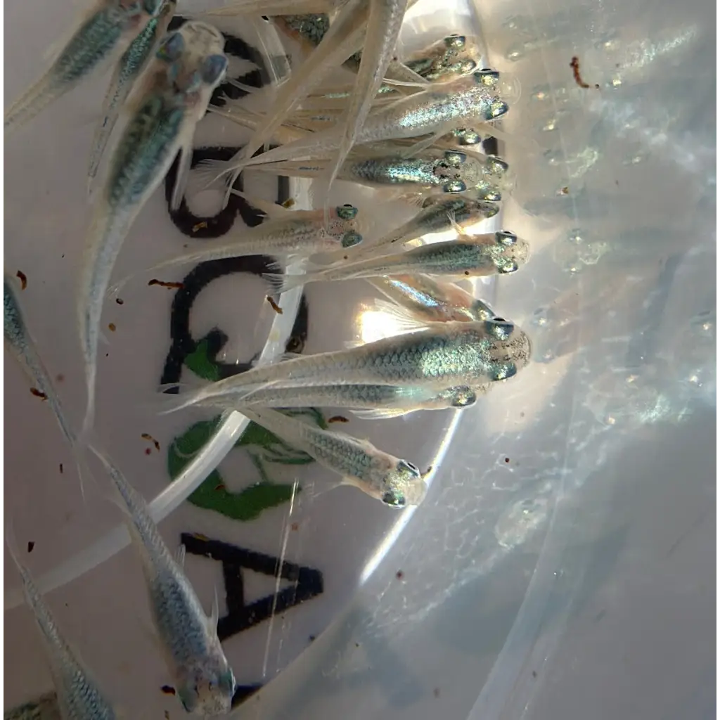 A cluster of translucent, silver-glowing guppies with delicate fins and shimmering scales swim together in a clear plastic container.