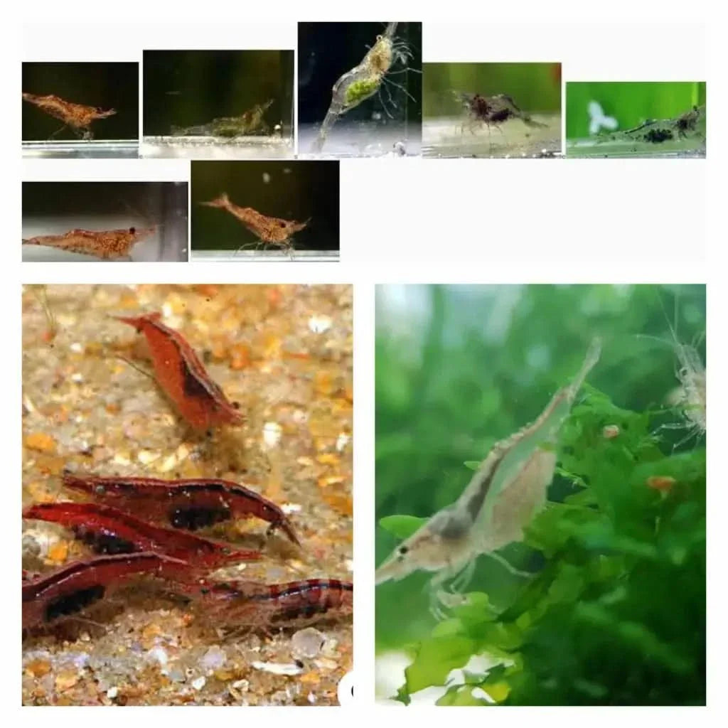 Aquarium shrimp.