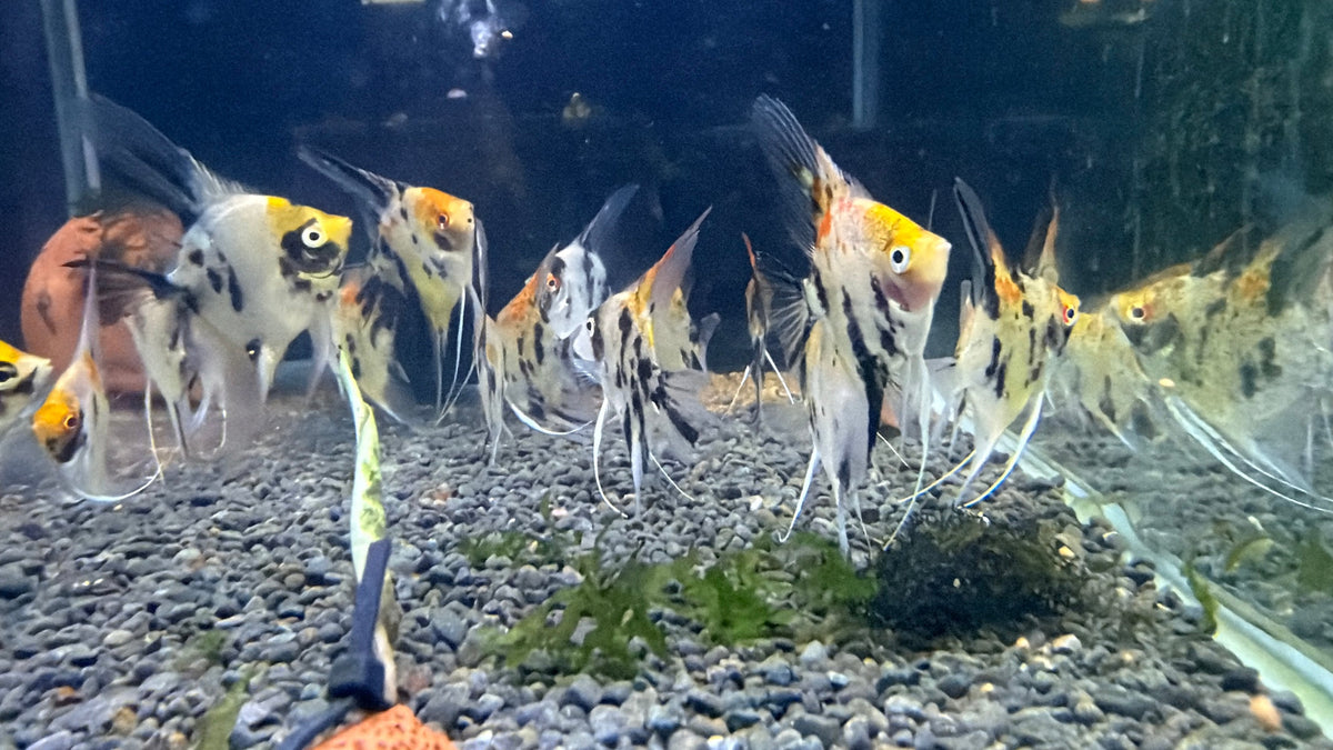 Red Devil Angelfish 3cm-4cm