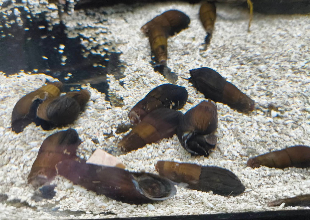 Black Devil Snail