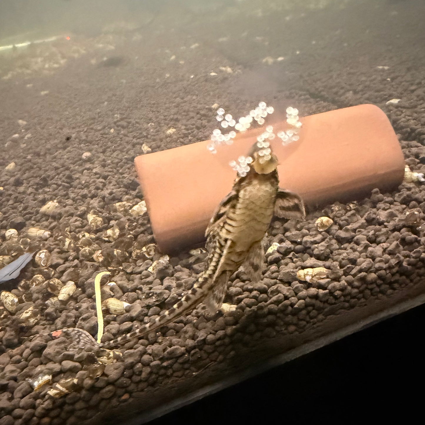 Whiptail Catfish Adult Pair 10cm ( Male + Female )