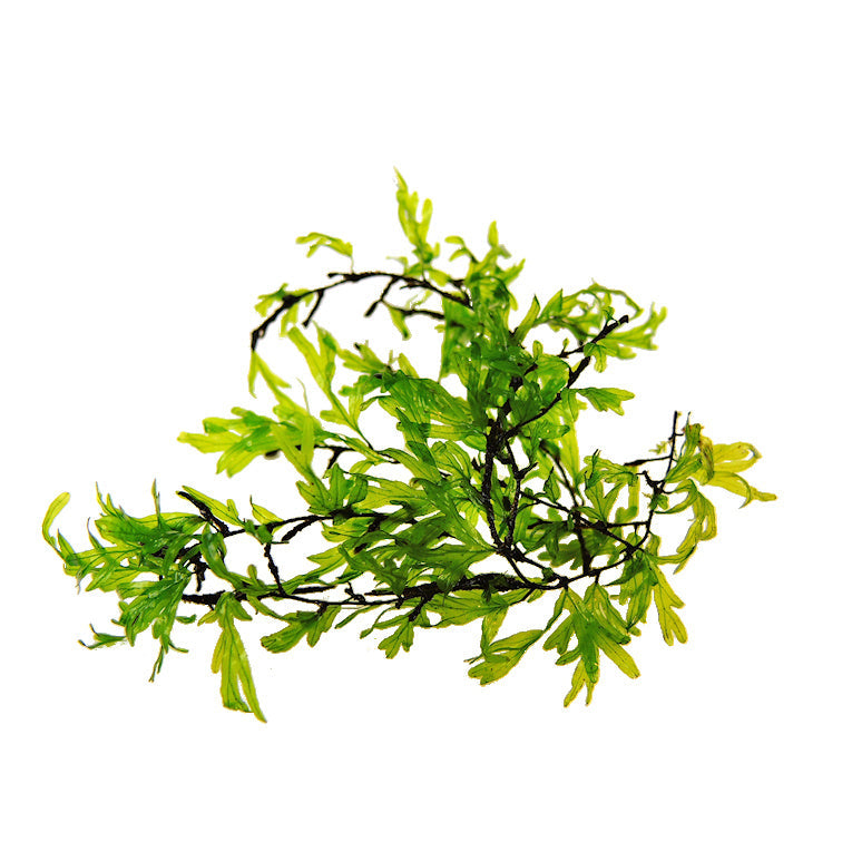 Crepidomanes Malabaricum Micro Fern