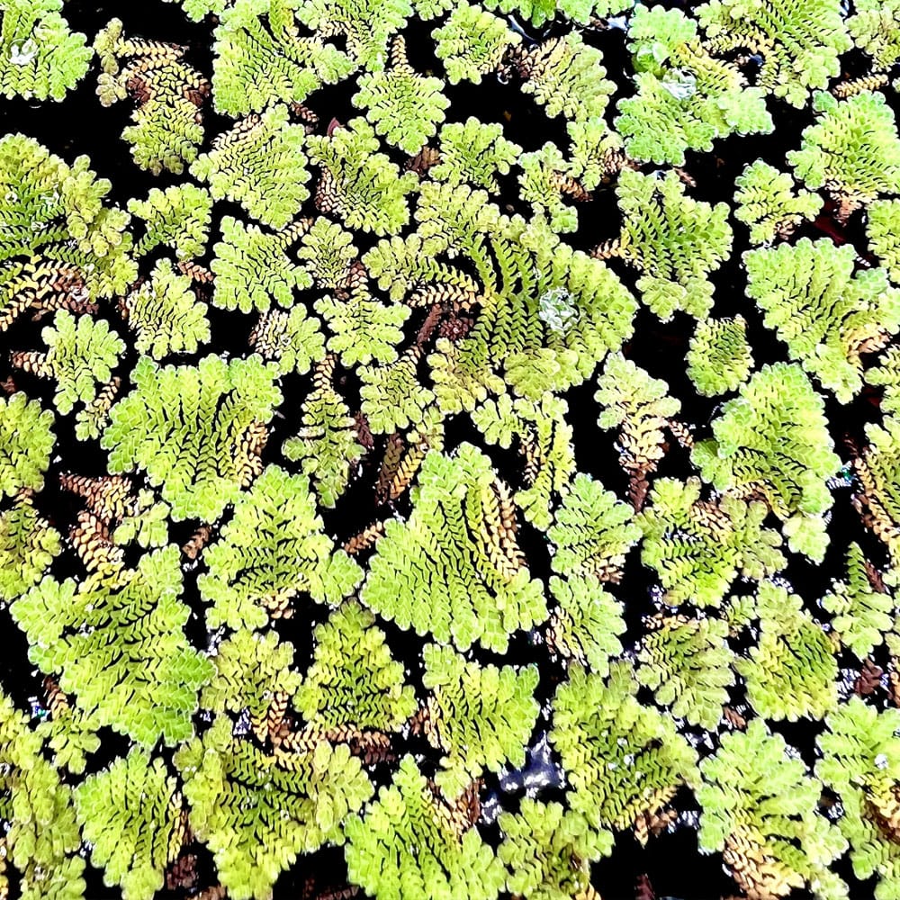Azolla Floater - Mosquito Fern (5cm x 5cm )