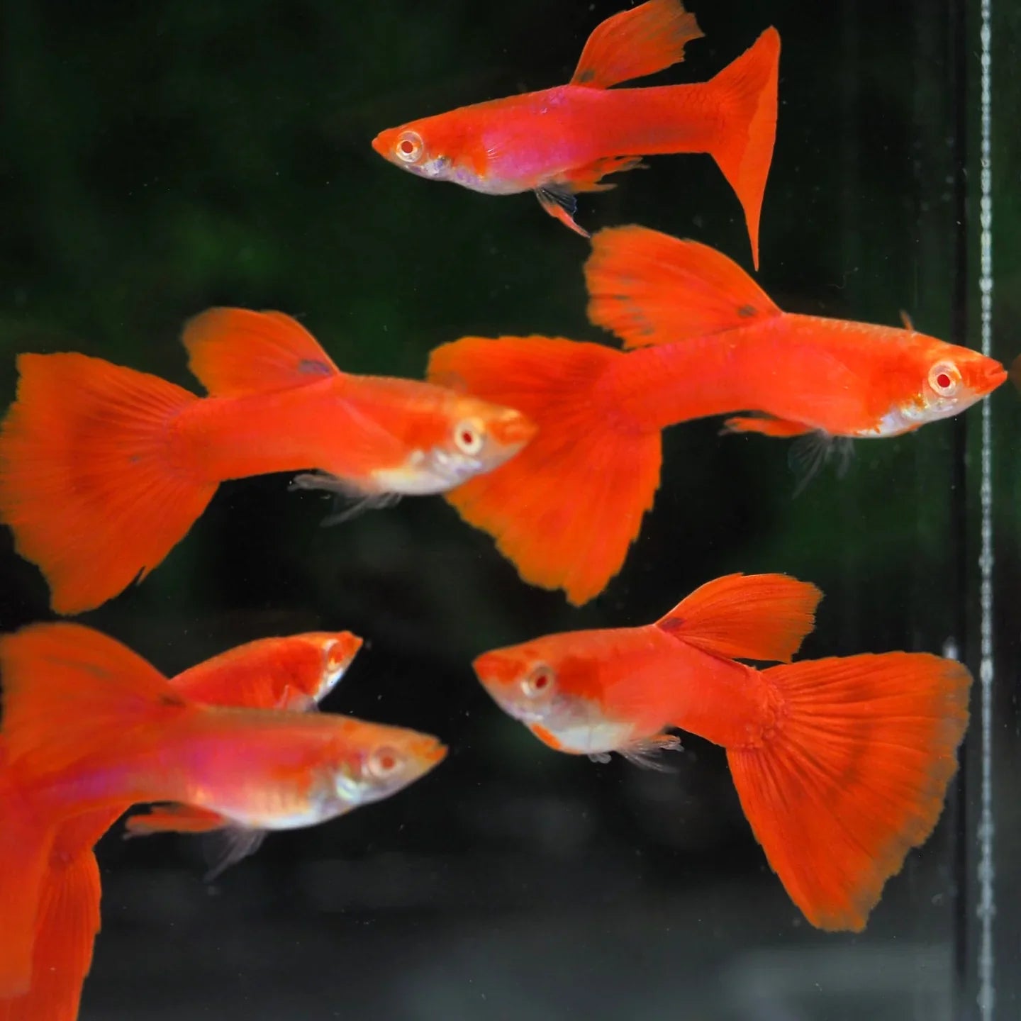 Full Red Albino Guppy pair - Locally Bred