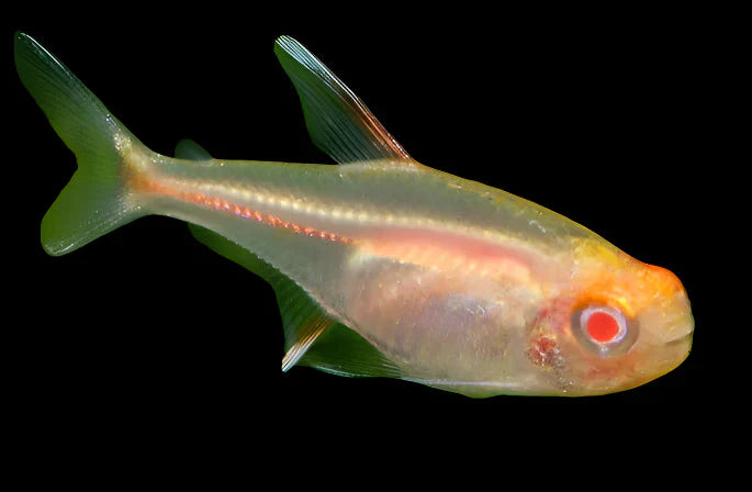 ALBINO GLOWLIGHT TETRA 2CM