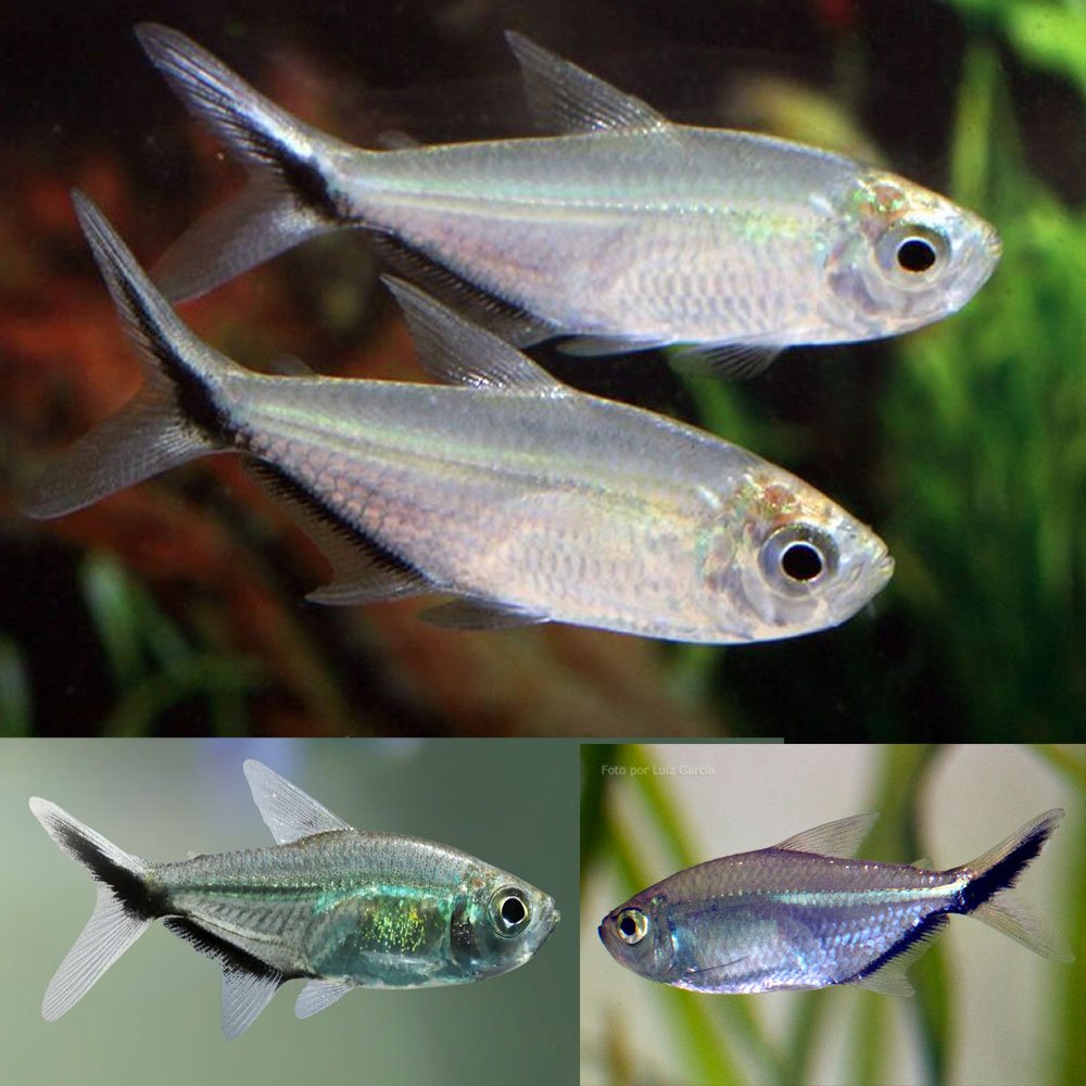 COSTAE TETRA 3CM