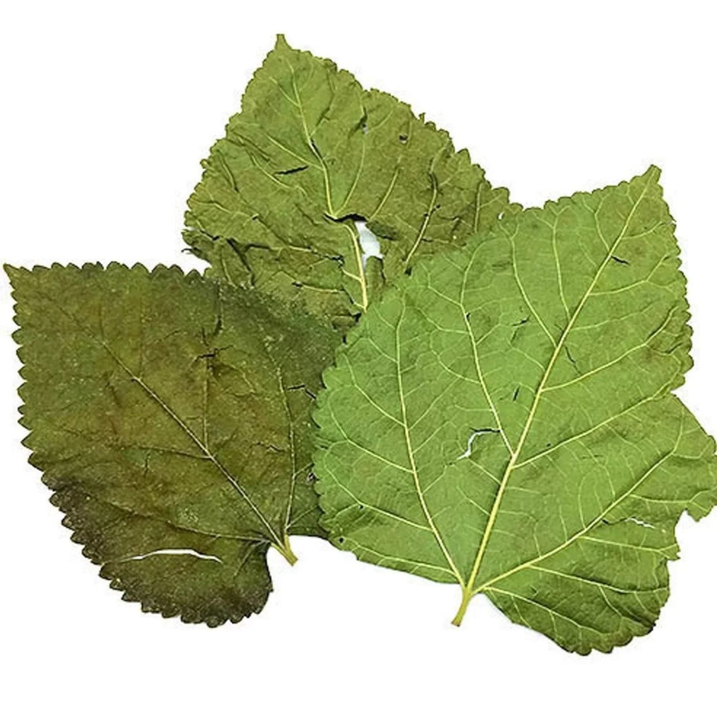 Mulberry Leaves Dried Small ( Pack Of 10 )