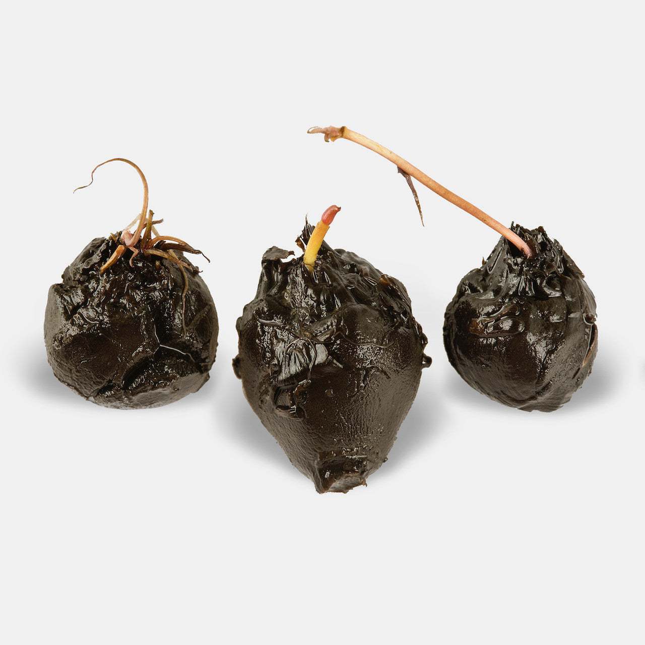 Red Tiger Lotus Bulb ( 1 Bulb )