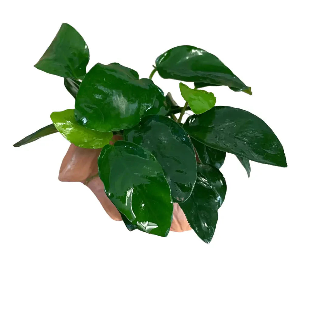 ABQUATICS Ceramic Jar With Assorted Anubias