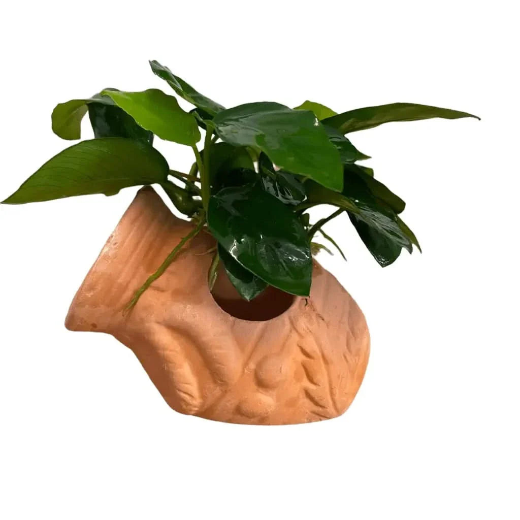 Green plant in a fish-shaped terracotta pot.