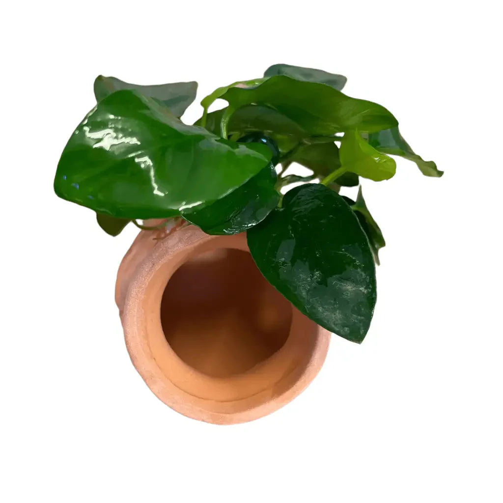 ABQUATICS Ceramic Jar With Assorted Anubias