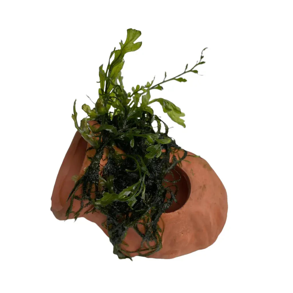 ABQUATICS Ceramic Jar With Bolbitus