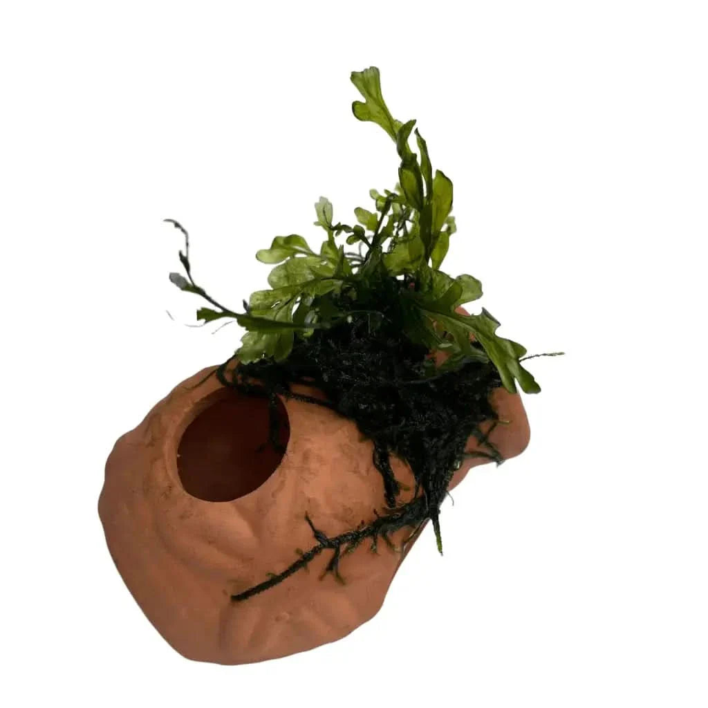 Clay aquarium decoration with plants.