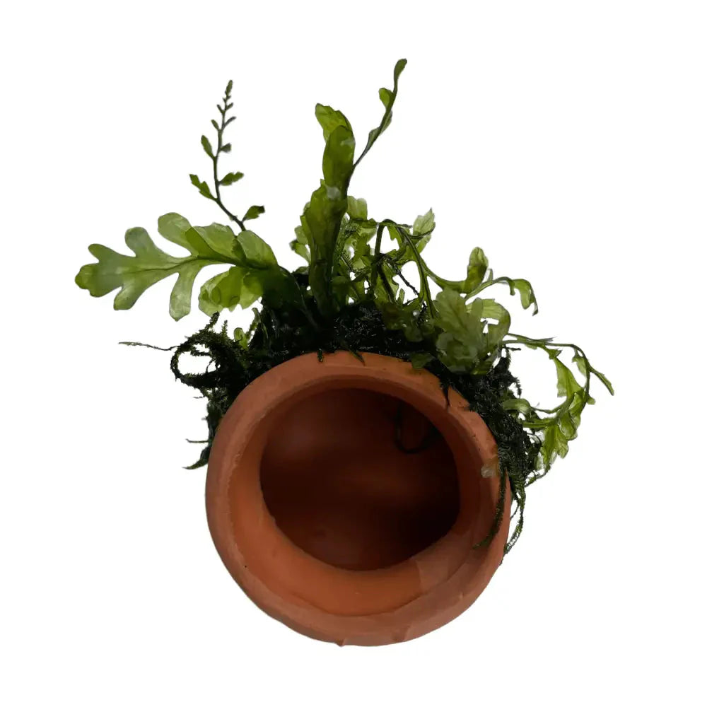 ABQUATICS Ceramic Jar With Bolbitus