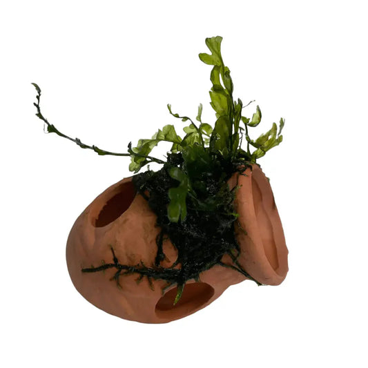 ABQUATICS Ceramic Jar With Bolbitus