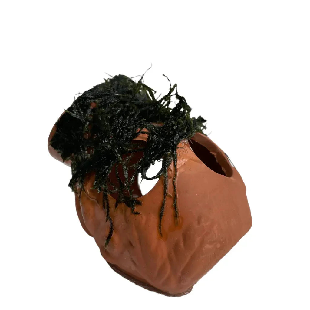 ABQUATICS Ceramic Jar With Moss