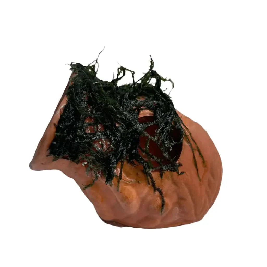Terracotta pot with dark green moss.